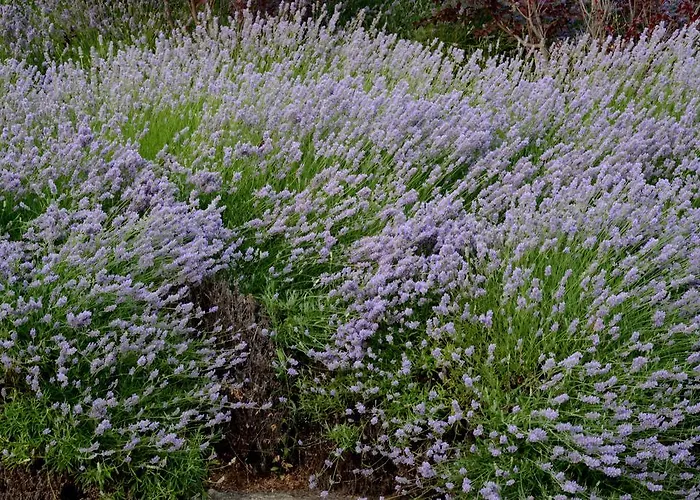 Ξενοδοχείο Cigarral El Bosque