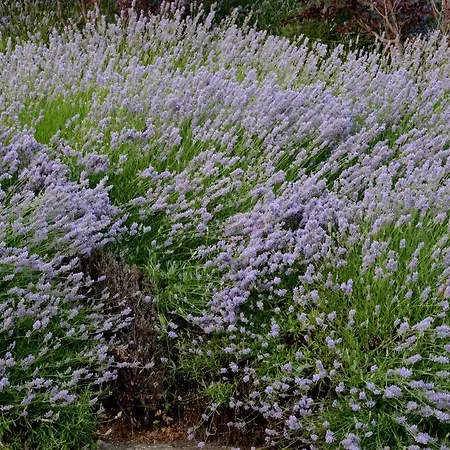 Ξενοδοχείο Cigarral El Bosque